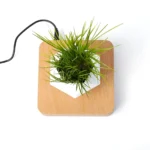 Pot rectangulaire en bois clair avec plante flottante, suspension magnétique.